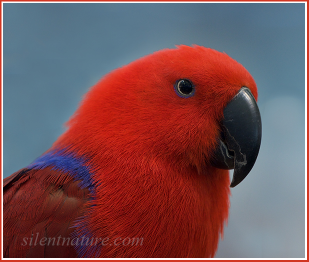 This eclectus parrot seems to be wearing a red hood.