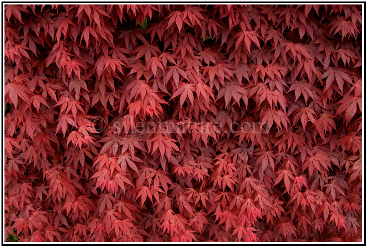 Delicate red leaves form a wall of patterns not far from Lake Kawaguchiko.