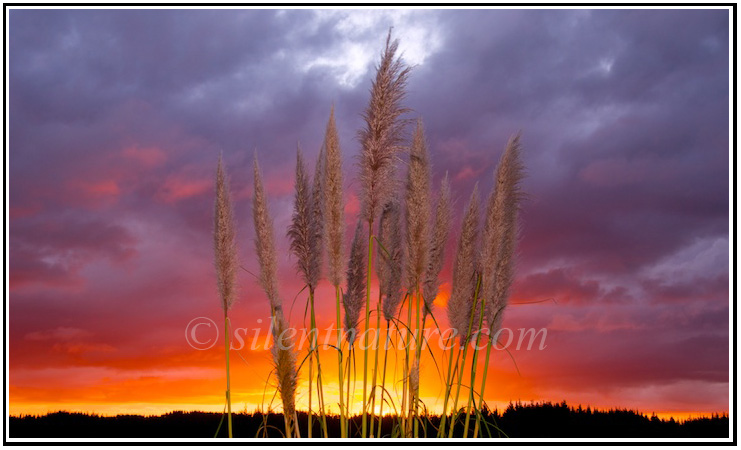 New Zealand reeds in a blazing sunset.