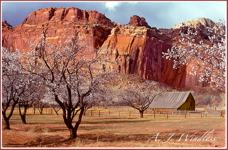 Photo of the orchard and barn beneath the magnificent red rock cliffs of Capitol Reef.