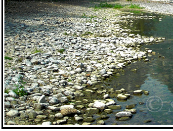 River Bank Reflections