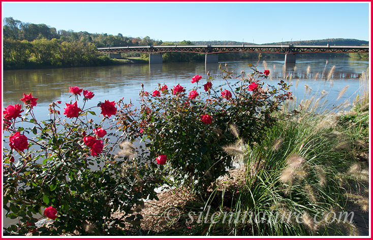Red roses line the river bank and front the bridge in upstate New York.