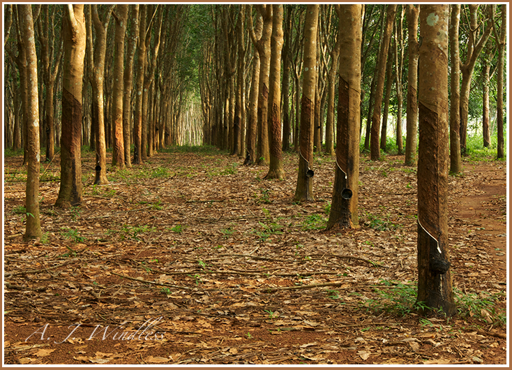 Rubber trees in perfect rows and lit by the evening sun.