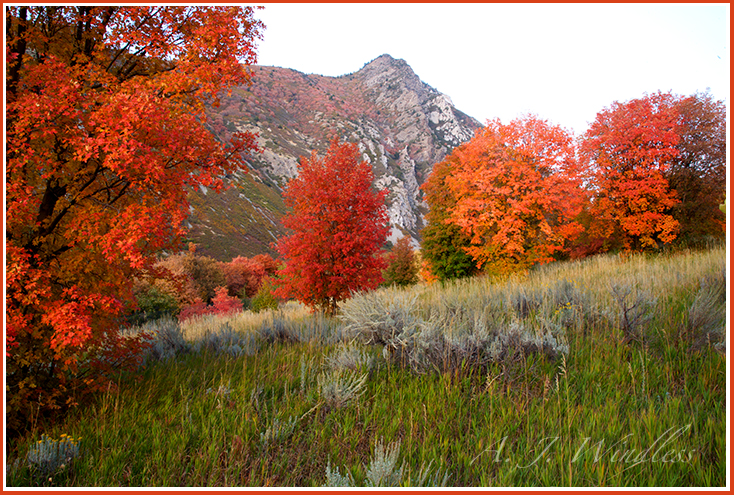 With impressive fall reds and oranges, these maples stand below the mountain with the sagebrush.