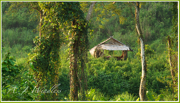 A quaint little straw like hut serves as sun shelter in the middle of the mountain jungle.