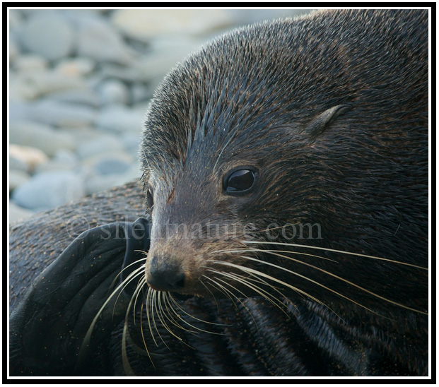Seal with a small scar on his nose
