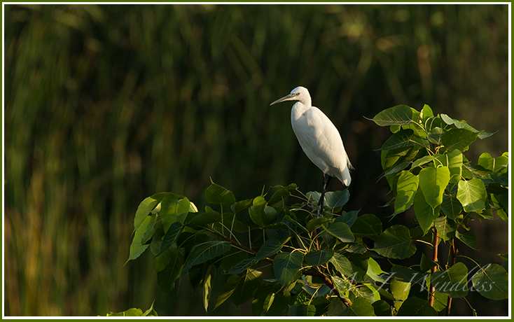 A majestic white heron sits atop a tree amidst beautiful green leaves.