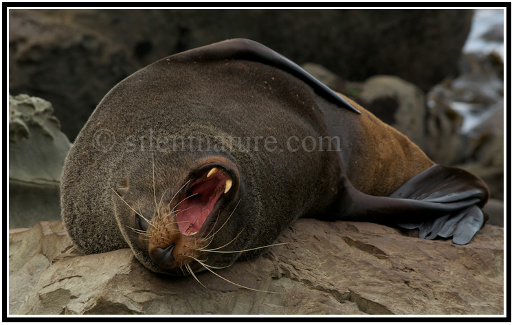 A seal on his back with a huge yawn.