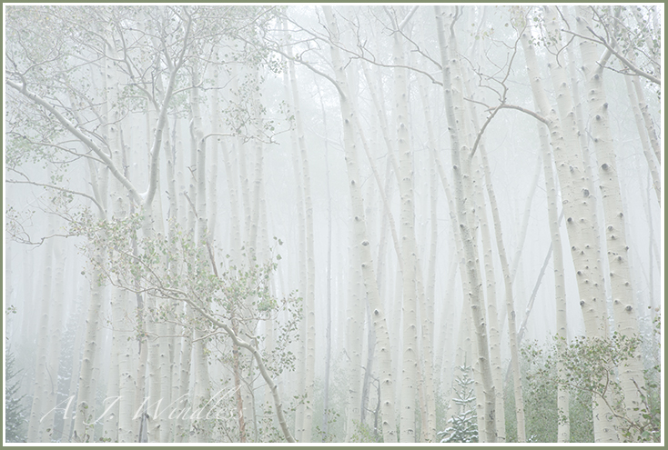 Aspen trees with their trunks all lined up, leaves still green, a touch of snow, as viewed in a cloud of fog.