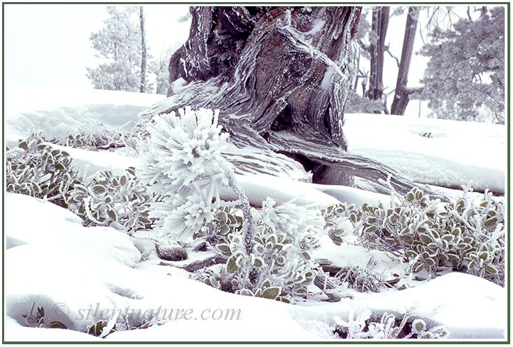 A seedling ponderosa gets frocked with snow growing up  out of the manzanita and at the foot of her mother.