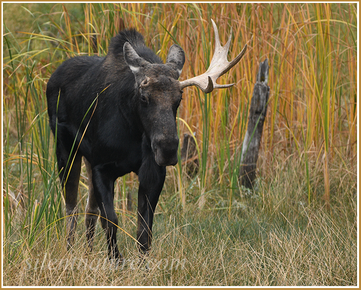 Having lost one complete antler in a previous fight, a bull moose refuses to back down.
