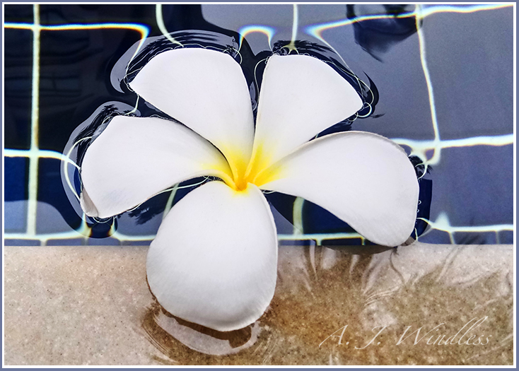 A white frangipani floats on the surface of a swimming pool with dramatic colors and reflections.