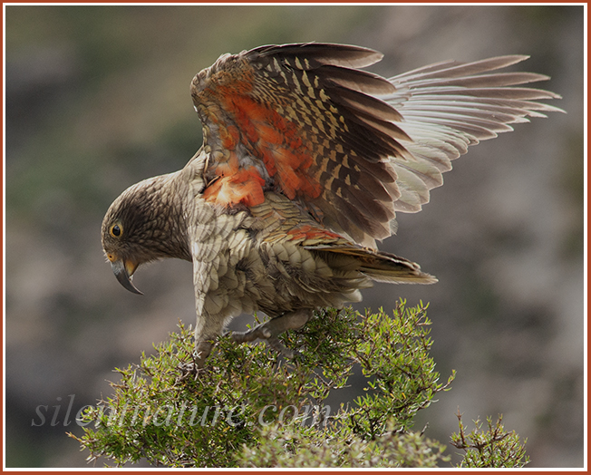 This New Zealand Kea parrot looks like he is sliding safely into third base after grabbing onto a bush in whipping canyon winds.