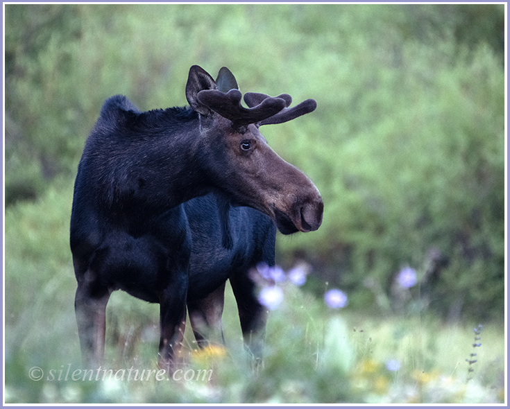 A handsome young bull moose poses impressively over some wildflowers.