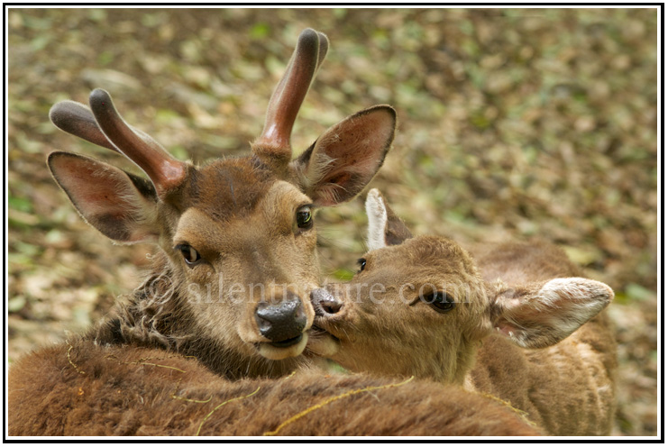 A young buck gets kisses from a young doe and seems to have had quite enough.