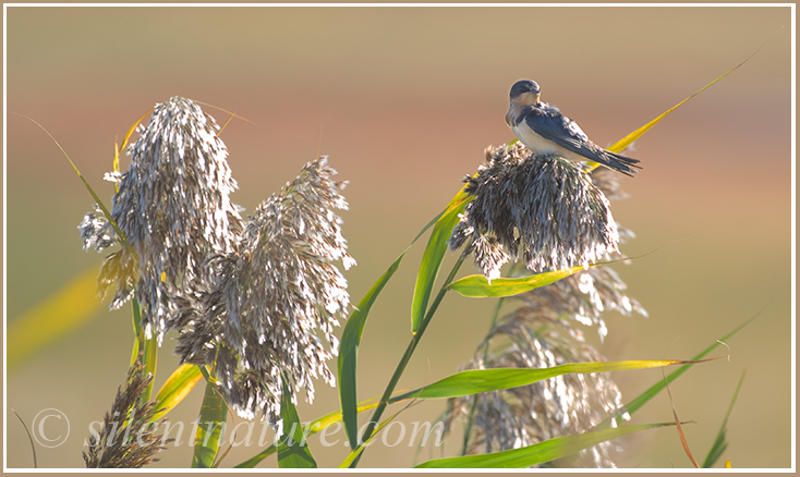 This attractive little bird light atop a ball of seeds high on a reed.