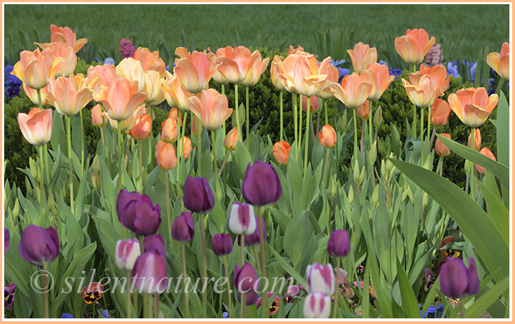 It seems that a special dispensation of light has illuminated the top of these peach colored tulips.