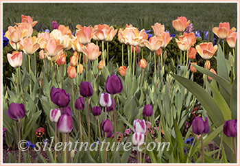 Specially lit peach colored tulips serve as the thumbnail for the Easter Flowers at Temple Square.
