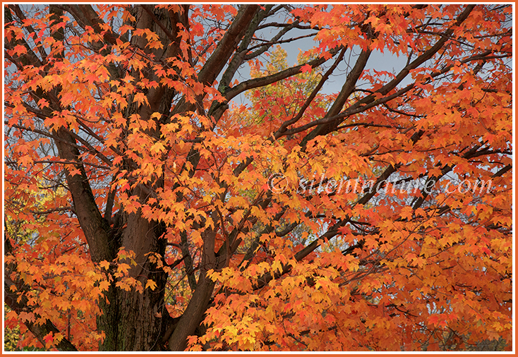 A Pennsylvania maple tree displays a splattering of orange across the autumn canvsas.