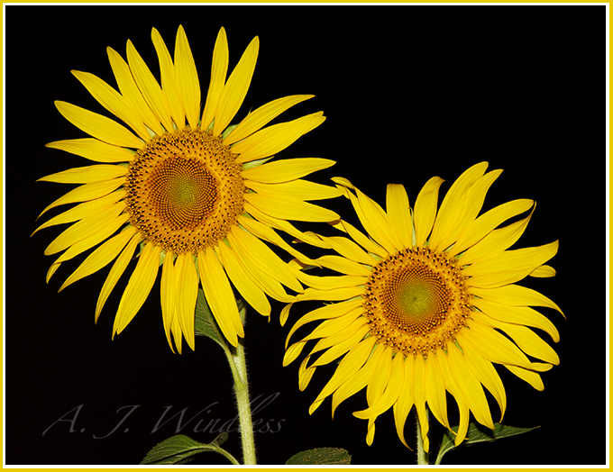 Two sunflowers stand up and stand out against the black.