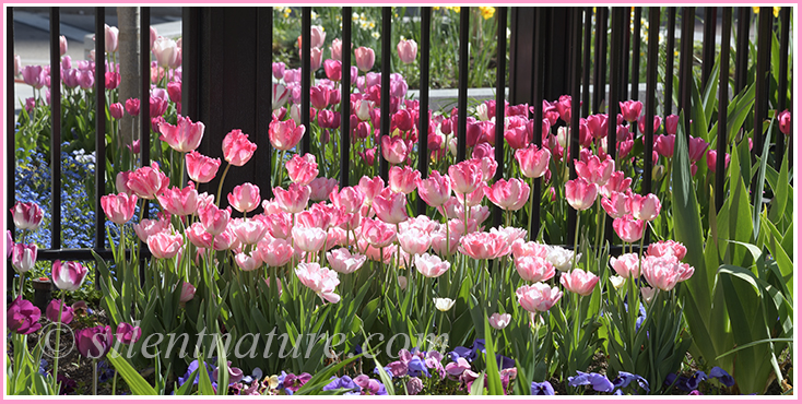 On Easter Sunday these Temple Square flowers stand at the gate. Will they be allowed to enter?