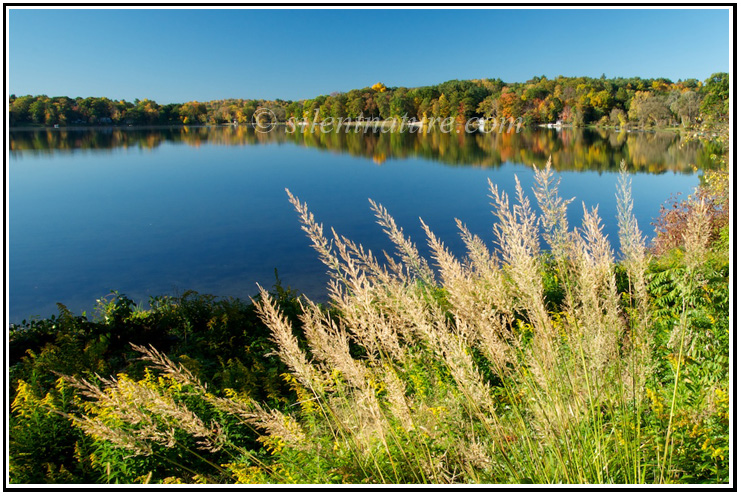 A view of a Connecticut lake with fall colors and tall slender grasses.