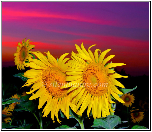 Behind these two hugely beautiful sunflowers clouds color with the sunset.