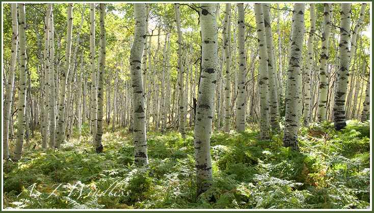 Walking through an aspen forest with its many straight up tree trunks on a sunny day.