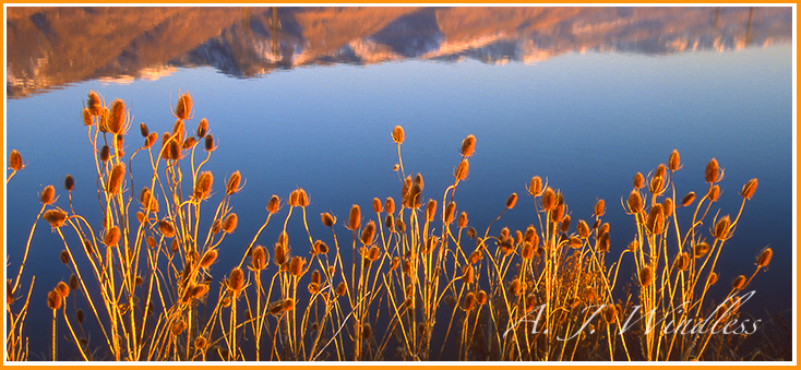 The tops of reeds along the shoreline glow with the last sunlight against reflections of the mountainside.