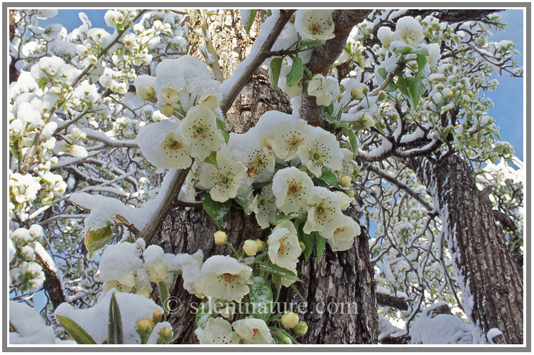 Snow covered blossoms reach high up into the arriving sunlight.