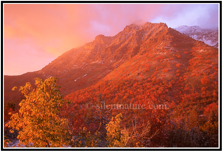 A mountainside of autumn red maples ablaze with the last rays of the setting sun.