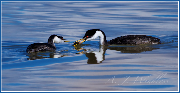 A western grebe catches a fish and hands it over to her baby.