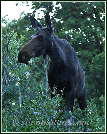 A moose stands on the side of a hill just 20 feet from me.