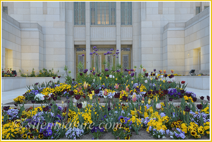 The gardeners have been busy as they line up the view of the Ogden Temple with a beautiful flower arrangement. 