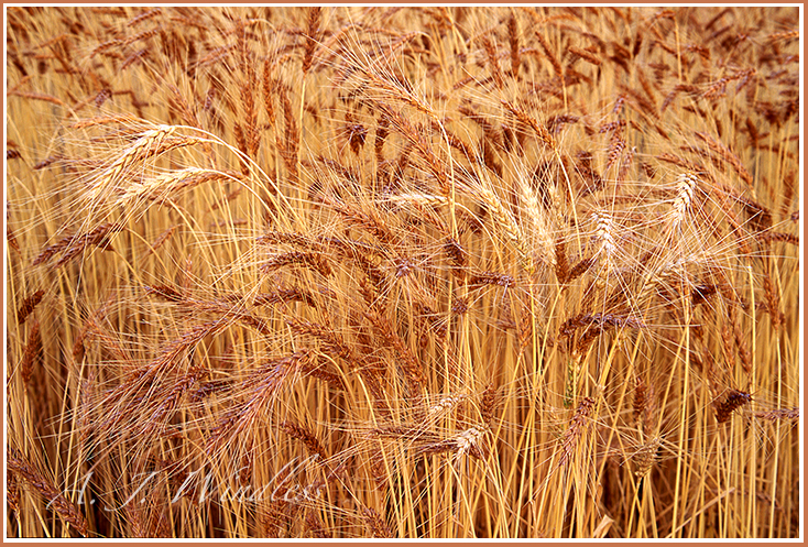 Close-up of the golden brown grains of wheat as they stand tall in the field.