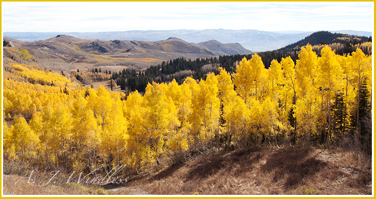 From just over the pass we get a vast view fronted with a forest of aspn painted in autumn yellow.