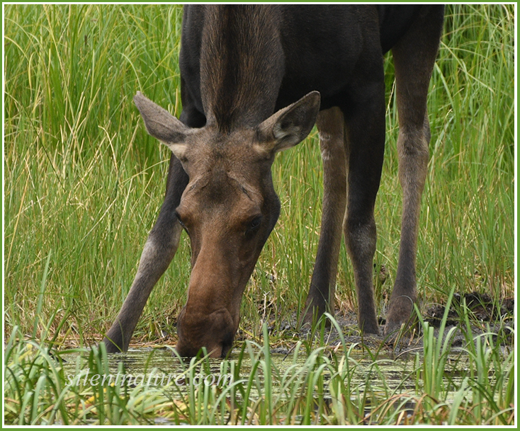 A moose stands at the edge of a pond with her feet and her nose in the water, sucking up a glassful at a time.