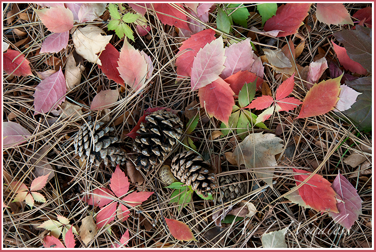 Three pine cones fall amidst the needles and autumn leaves.
