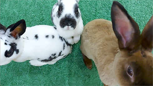 Cute little rabbits for sale in Bangkok.