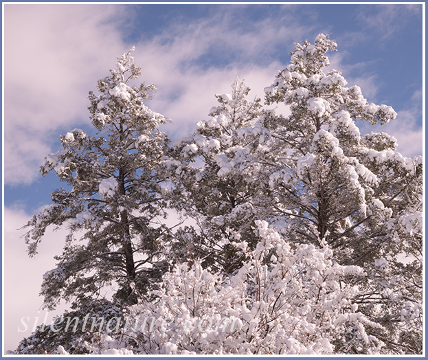 Three pine trees covered with newly fallen snow against a blue sky.
