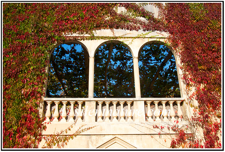 Three Windows surrounded by autumn colored vines.