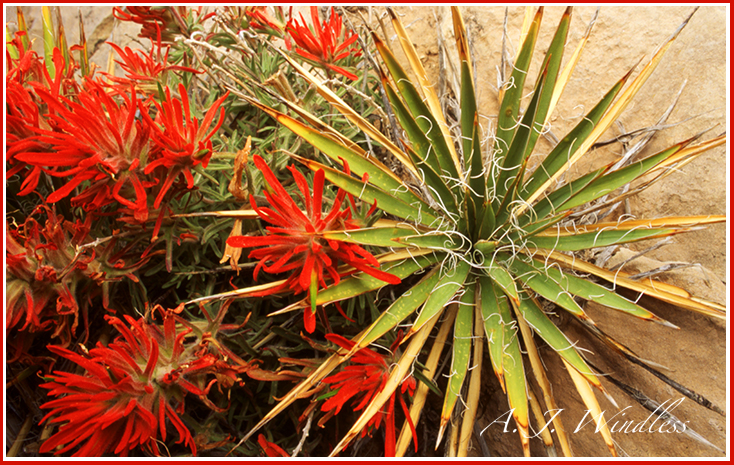 Desert paintbrush flourishing within the emanating leaves of the yucca. On this webstie enjoy the inspiring photos, poems, stories, and songs of A. J. Windless.
