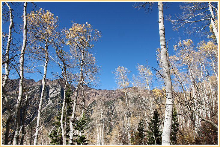 Only the tops of these aspen trees bare leaves, all colored in yellow and towering above in the sky.