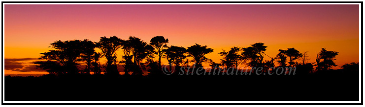 A row of trees silhouette a New Zealand Sunset.