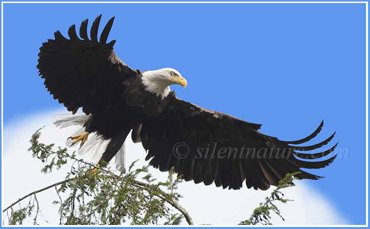 A magnificent bald eagel lifts off from a treetop with his wings spread.