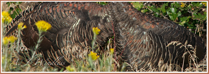 The feathers of two turkey come together creating a beautiful mosaic.