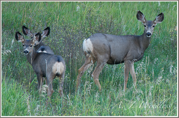 A mother mule deer and her twin fawns.