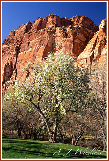On the grass, under the tree, under full blossoms, under the red rock.