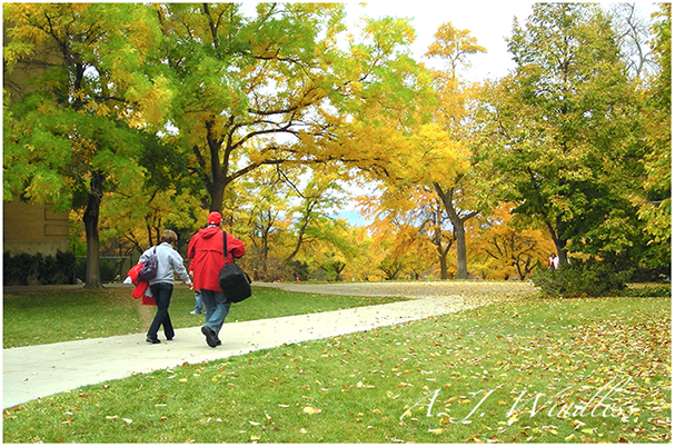 Prior to a football game fans walk across the university campus, their bright red jackets against the yellow fall colors.