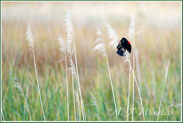 Red-winged blackbird perches on a eloquently seeded reed.